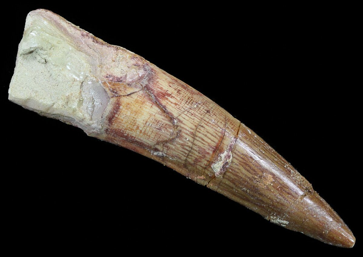 spinosaurus fossil tooth