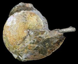 Nice, Sphenodiscus Ammonites - South Dakota #34176