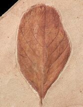 Red Fossil Leaf (Persea?) - Montana #53280