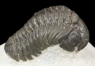Detailed, Reedops Trilobite Fossil #53219