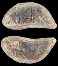 Triassic Fossil Fish (Boreosomus) In Nodule - Madagascar #53654