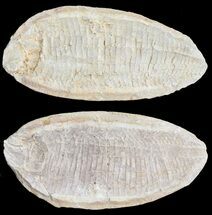 Triassic Fossil Fish (Australosomus?) In Nodule - Madagascar #53662