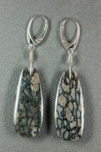 Grey-Blue Agatized Dinosaur Bone (Gembone) Earrings #54074