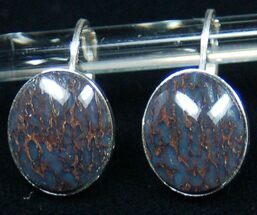 Dark Blue, Polished Dinosaur Bone (Gembone) Earrings #54104