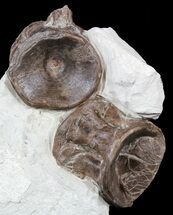Large Xiphactinus Vertebrae In Rock - Kansas #54268
