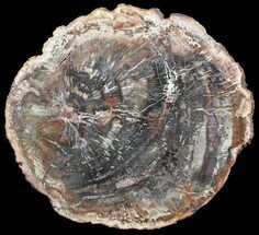 Colorful Petrified Wood Round - Cyber Monday Special! #54205