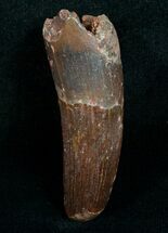 Inch Spinosaurus Tooth - Brown Enamel #4856