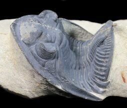 Zlichovaspis Trilobite - Clear Eye Facets #54402
