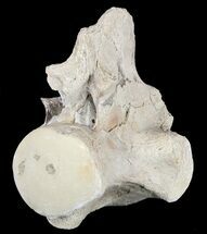 Mosasaur (Platecarpus) Cervical Vertebrae - Kansas #54253