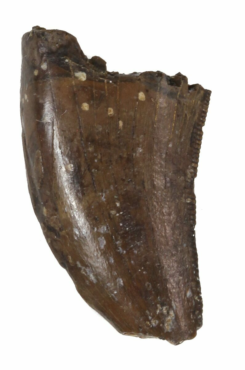 theropod teeth