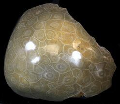 Devonian Polished Fossil Coral (Actinocyathus) - Morocco #35366
