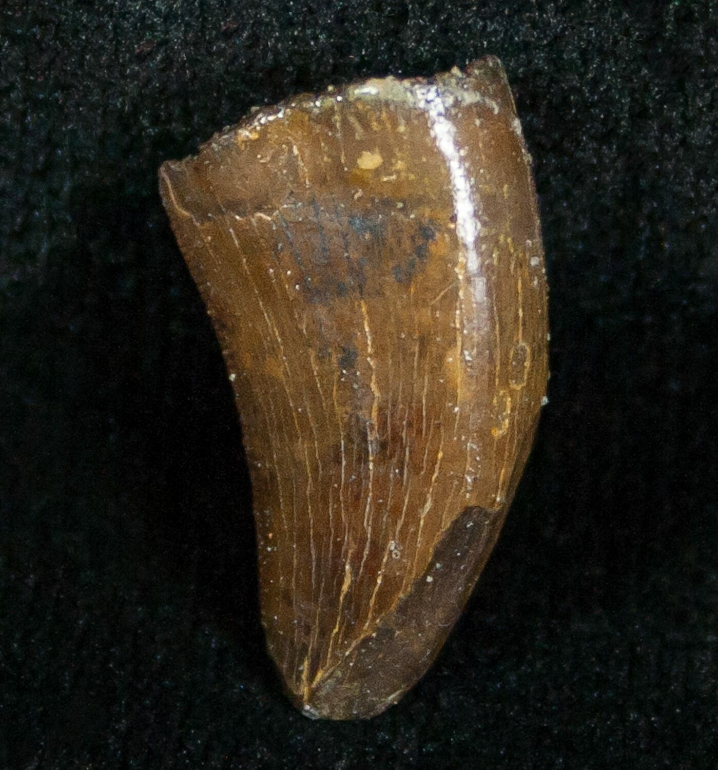 nanotyrannus tooth for sale