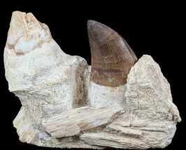 Mosasaur (Prognathodon) Jaw Section - Top Quality Prep #55792