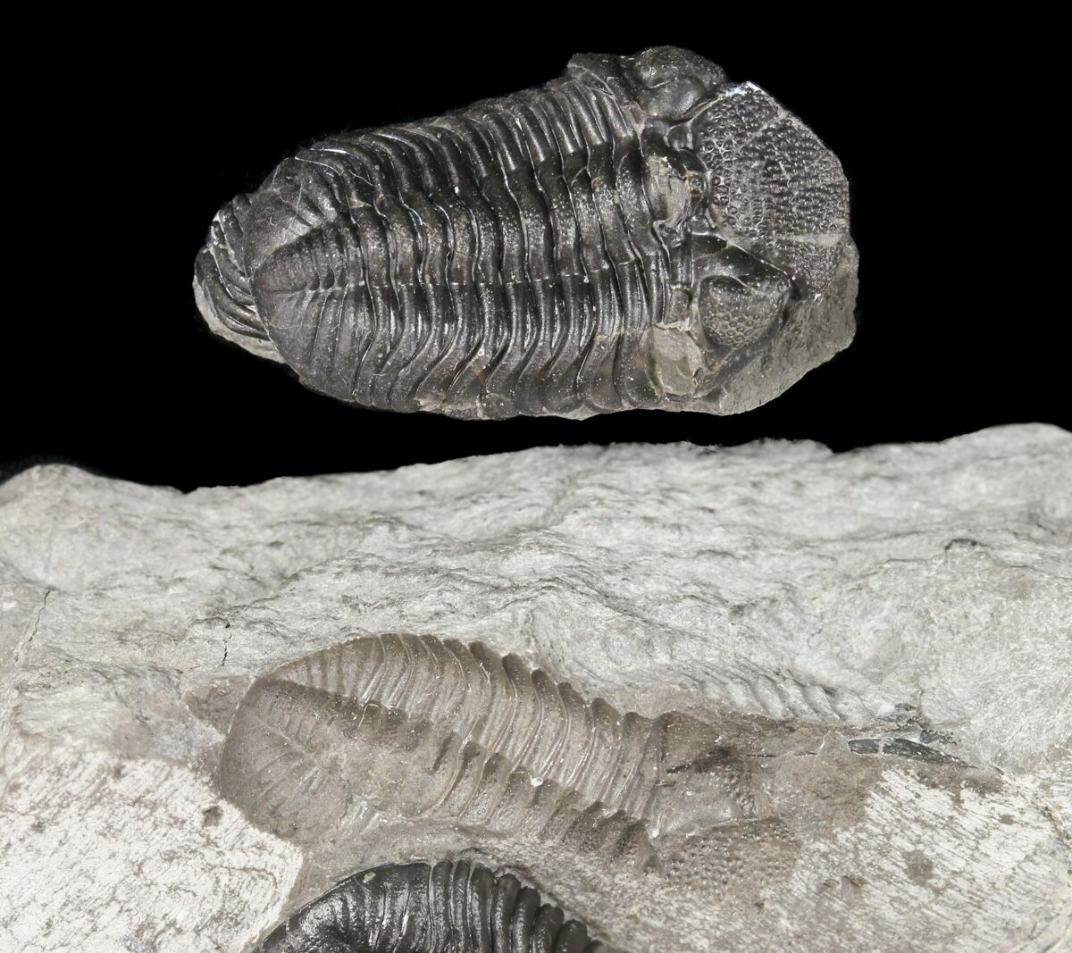 三葉虫 エルドレドゲオプス [PH46] 化石 ファコプス クリアランス買付