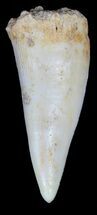 Enchodus Tooth - Cretaceous Fanged Fish #55925
