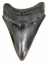 Sharp, Megalodon Tooth - Georgia #55631