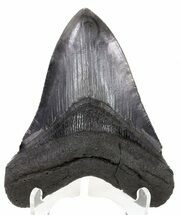 Grey, Serrated Megalodon Tooth - Georgia #55634