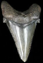 Glossy, Serrated, Angustidens Tooth - Megalodon Ancestor #52984