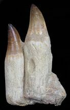 Two Large Rooted Mosasaur Teeth (One A Composite) #55838