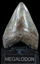 Serrated, Fossil Megalodon Tooth - Mottled Coloration #56505