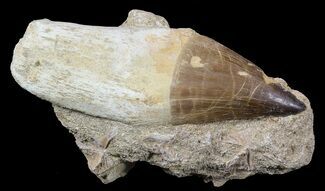 Rooted Mosasaur (Prognathodon) Tooth In Rock #55836