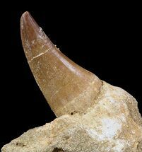 Partially Rooted Mosasaur (Prognathodon) Tooth In Rock #55837