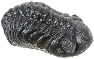 Austerops Trilobite Fossil - Rock Removed #55865