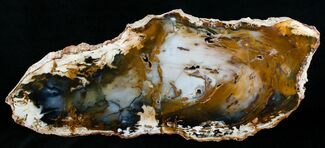 Brilliant Hubbard Basin Petrified Wood Slab - x #5023