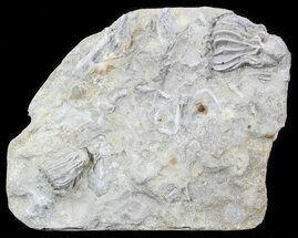 Pair Of Crinoids (Platycrinites) - Huntsville, Alabama #57032