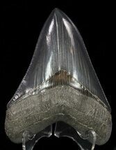 Serrated, Fossil Megalodon Tooth - Killer Tooth #57180