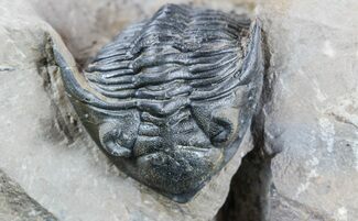 Pair of Metacanthina (Asteropyge) Trilobites - Lghaft #57669