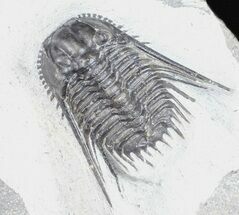 Spiny Leonaspis Trilobite - Morocco #57670