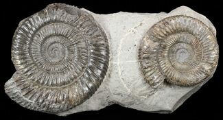 Two Dactylioceras Ammonite Fossils- England #57900