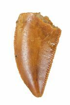 raptor fossil for sale