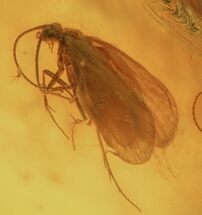 Two Fossil Caddisflies (Trichopterae) In Baltic Amber #58050