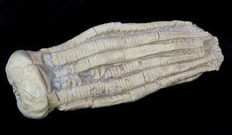 Detailed Fossil Crinoid (Phanocrinus) - Alabama #58264