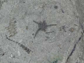 Tiny, Brittle Star (Aganaster) - Crawfordsville, Indiana #58273