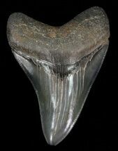 Serrated, Megalodon Tooth - Medway Sound, GA #58475