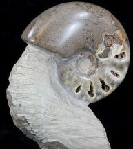 Polished Ammonite With Stone Base - Morocco #35315