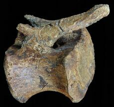 Nice Hadrosaur Vertabra - Judith River Formation #58735