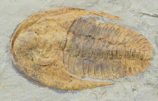 Excellent, Cambropallas Trilobite - Not Restored #58932
