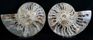 Inch Choffaticeras Ammonite - Rare! #5137