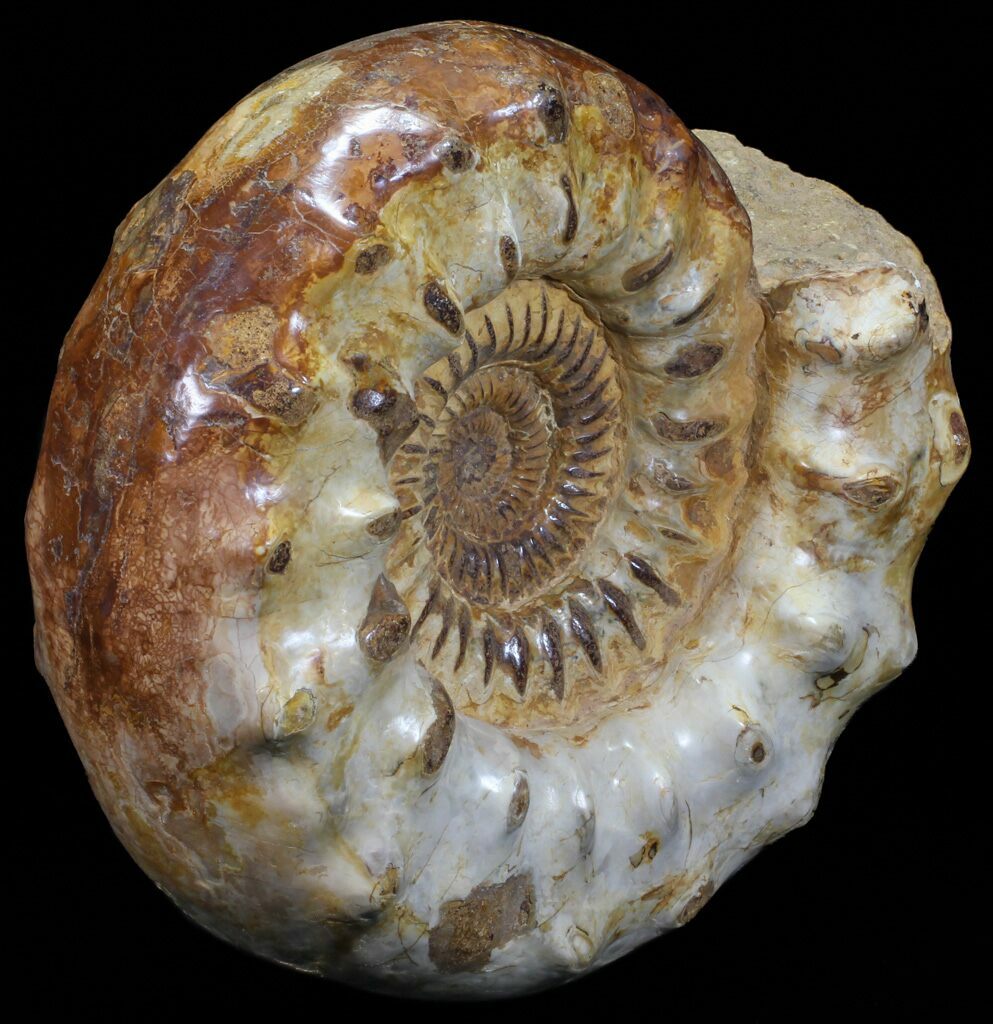 11.5" Wide Jurassic Ammonite Fossil - Madagascar For Sale (#59609 ...