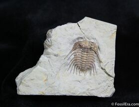 Nice inch Oklahoma Kettneraspis Trilobite #719