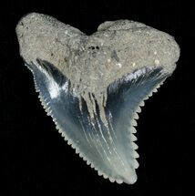Beautiful Blue Hemipristis Tooth - #5149