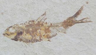 Knightia Fossil Fish - Wyoming #59808