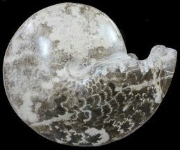 Polished Ammonite Fossil - Goulmima, Morocco #59961