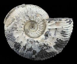 Wide Kosmoceras Ammonite - England #60295