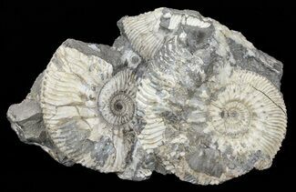 Wide Kosmoceras Ammonite in Matrix- England #60307