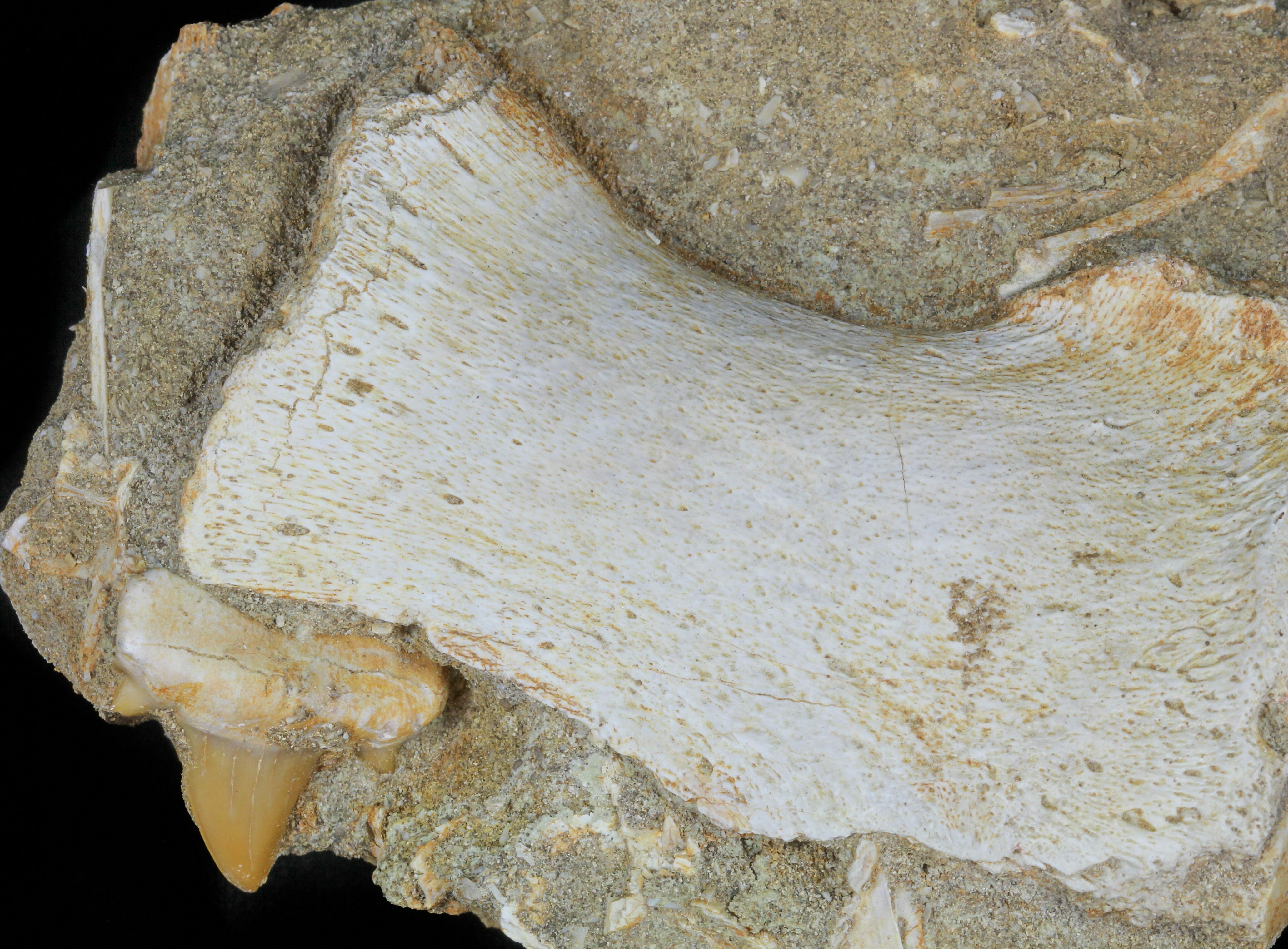 mosasaurus bone